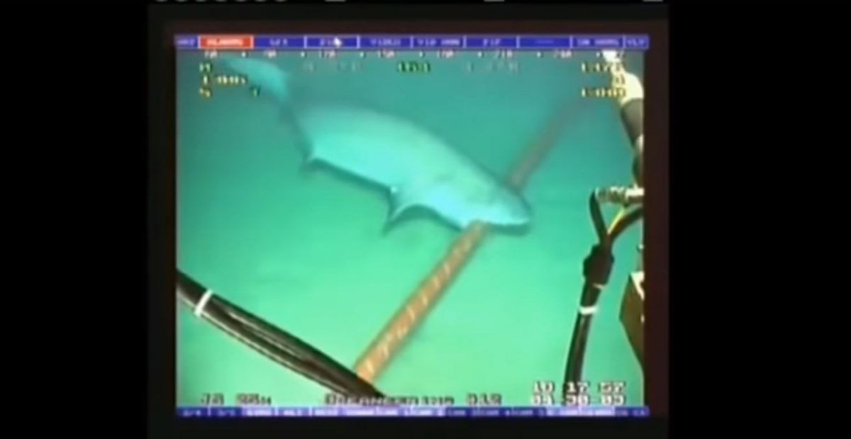 Біз осында отырып, Шаркнадосқа алаңдадық, акулалар ғаламдық интернетті алып тастайды
