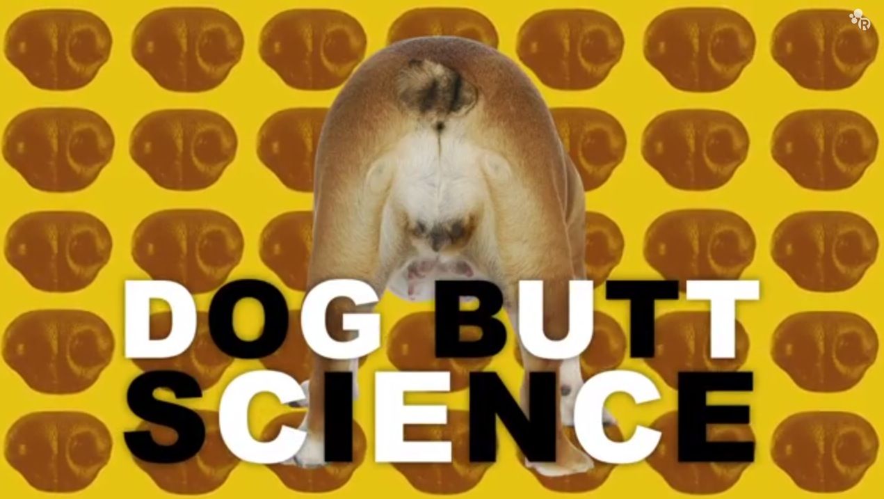 لماذا تشم رائحة الكلاب بأعقاب بعضها البعض؟ لأن العلم.