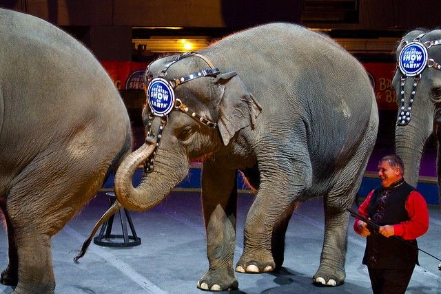 Ringling Bros. Elephants to be pensioned early, may help in Cancer Research