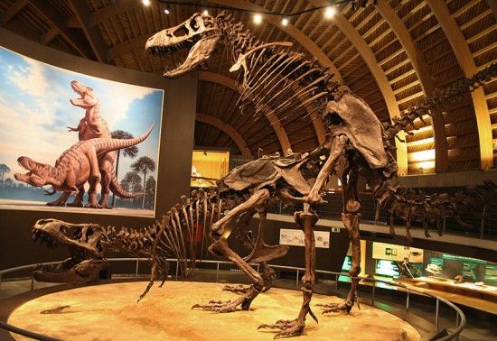 Appartene à un museu: Dui Tyrannosaurus Goin 'At It