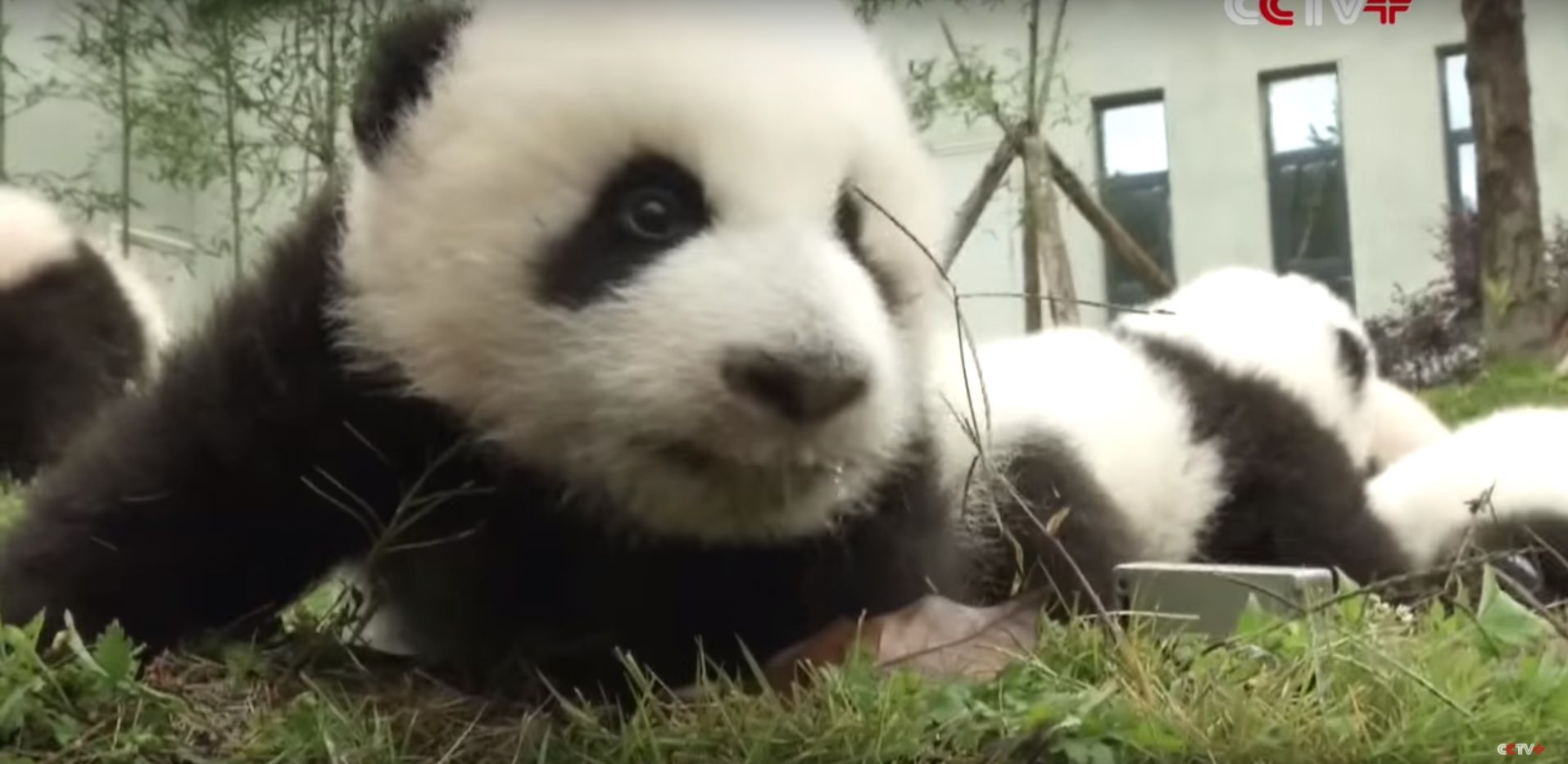 먼데이 큐트: 중국은 팬더의 귀여움을 온전히 즐기기 위해 36마리의 새로운 아기 판다를 공개합니다.