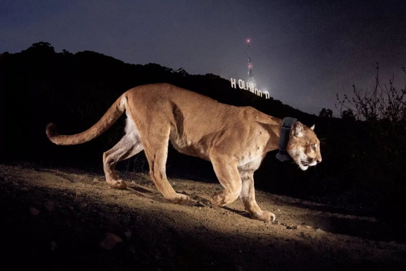  singa gunung yang dikenal sebagai p-22 berjalan di depan tanda Hollywood di malam hari