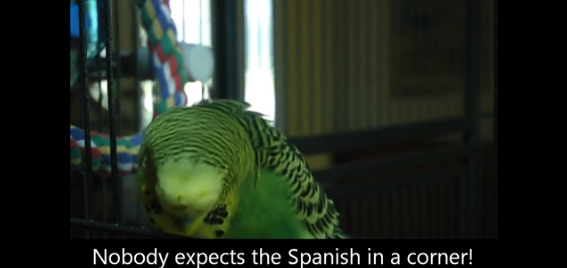 Посмотрите, как попугай пытается сказать, что испанской инквизиции никто не ждет [ВИДЕО]