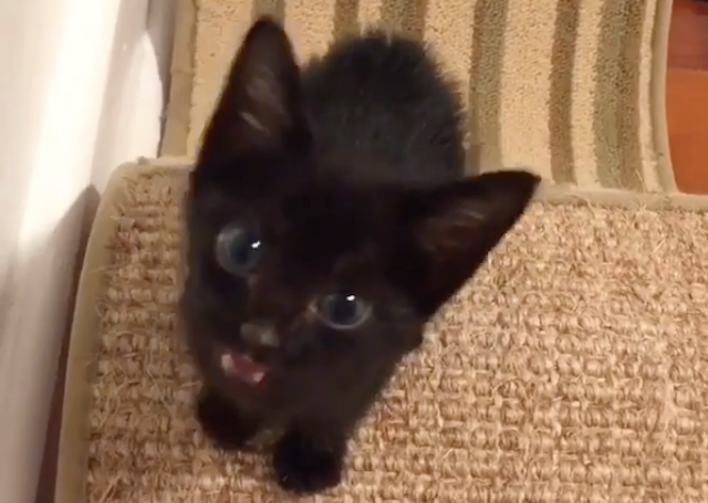 星期一可爱：可爱的小猫黑莓在这里为您唱首歌