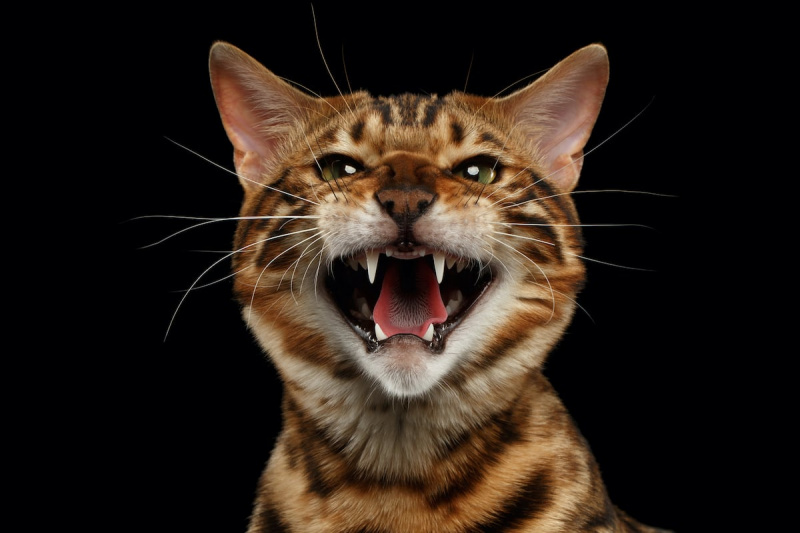   Portret sikajočega bengalskega mačjega mačka od blizu na črnem izoliranem ozadju