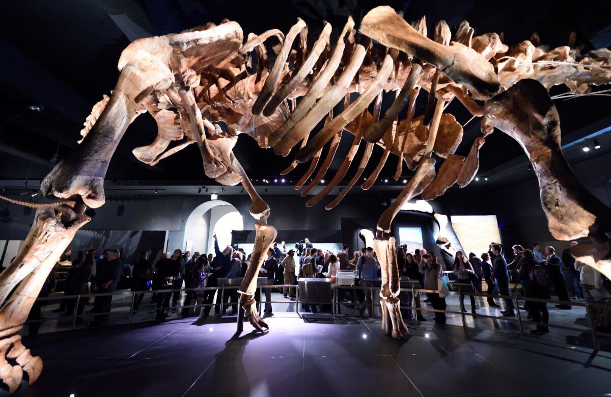 Amerikan Doğa Tarihi Müzesi'nde şimdiye kadar sergilenen en büyük dinozor olan Titanosaur, 14 Ocak 2016'da New York'ta düzenlenen bir basın toplantısında tanıtıldı. Dinozor 2014 yılında Arjantin'in Patagonya bölgesinde keşfedildi. / AFP / DON EMMERT (Fotoğraf kredisi Getty Images aracılığıyla DON EMMERT/AFP'yi okumalıdır)