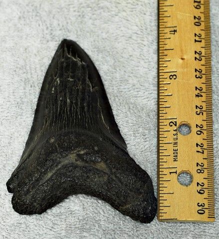 megalodontand