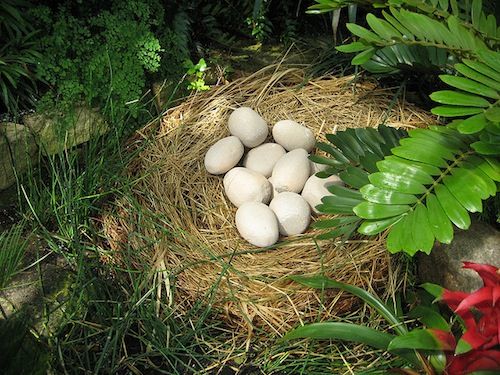 Праисторијско гнездо сугерише да су фламингоси међу најдуже преживелим врстама планете
