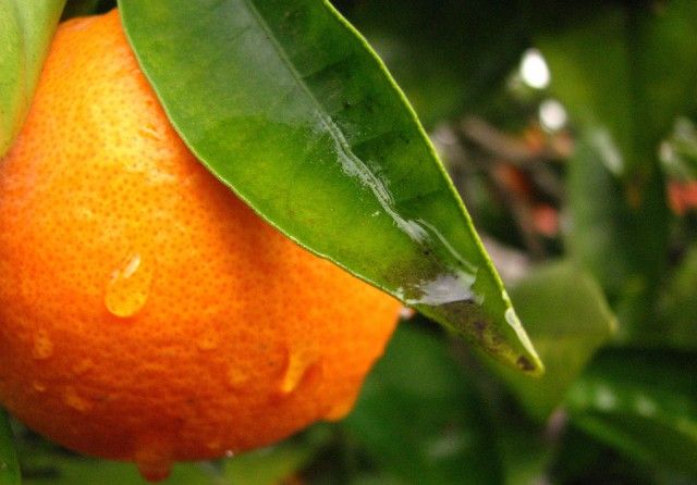 Portakal Kelimesinin Etimolojisi ve Neden Bazen Yeşil Oldukları Üzerine Hızlı Bir Astar