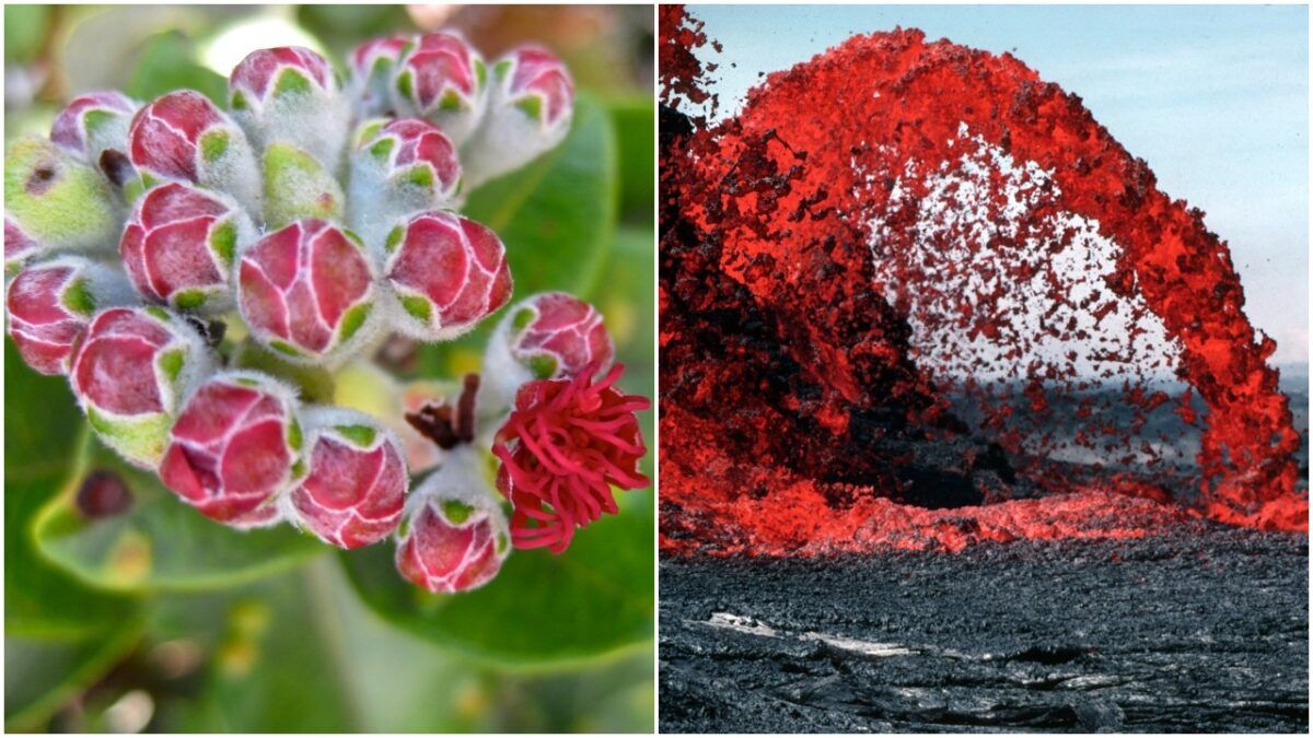 kolaj lehua çiçeği ve hawaii lav
