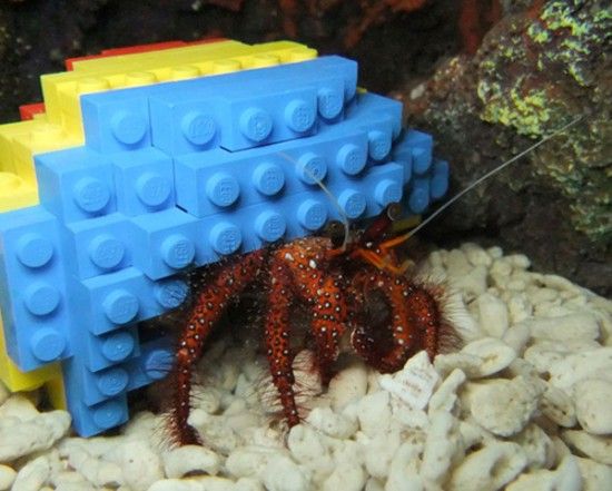 Краб-отшельник Гарри живет в панцире LEGO