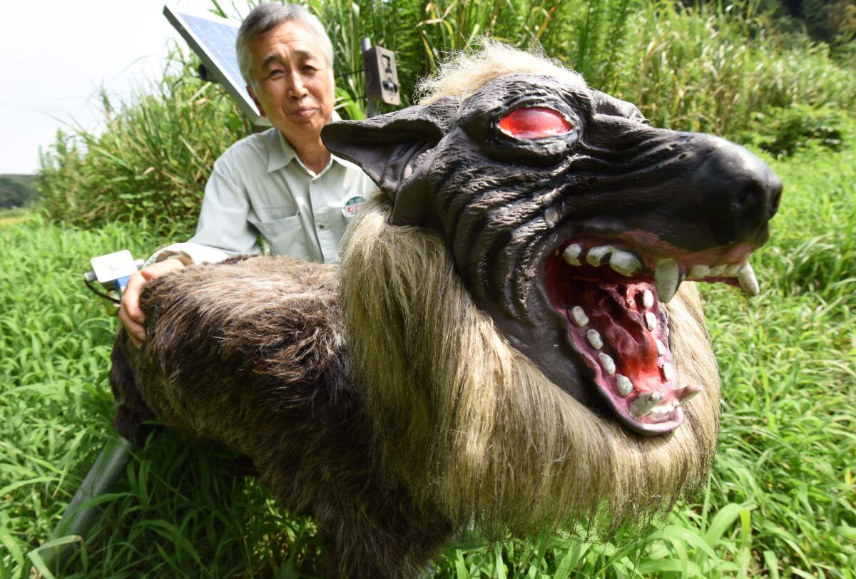 Tarım kooperatif birliği JA Kisarazu-shi'nin başkanı Chikao Umezawa, kurt benzeri bir robot gösteriyor