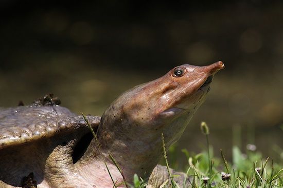 Dejstvo: želva z mehko lupino piša skozi usta