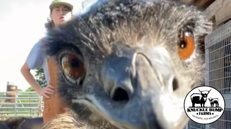Emmanuel der Emu kämpft, um sich von der Vogelgrippe zu erholen
