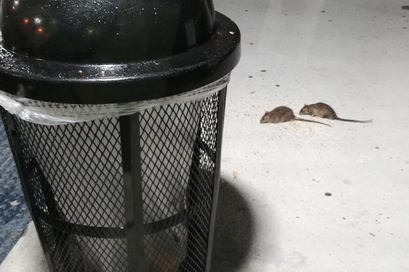 New York City sta assumendo uno zar dei topi 'spaccone'? Cosa diavolo significa?