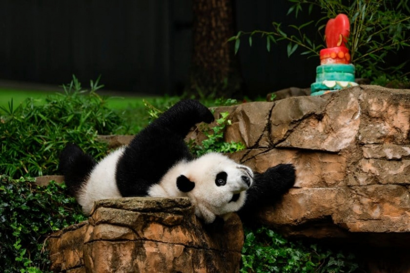 Pandas to USA: Довиждане и благодаря за целия бамбук