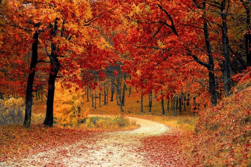   escena de otoño con bonitas hojas de otoño