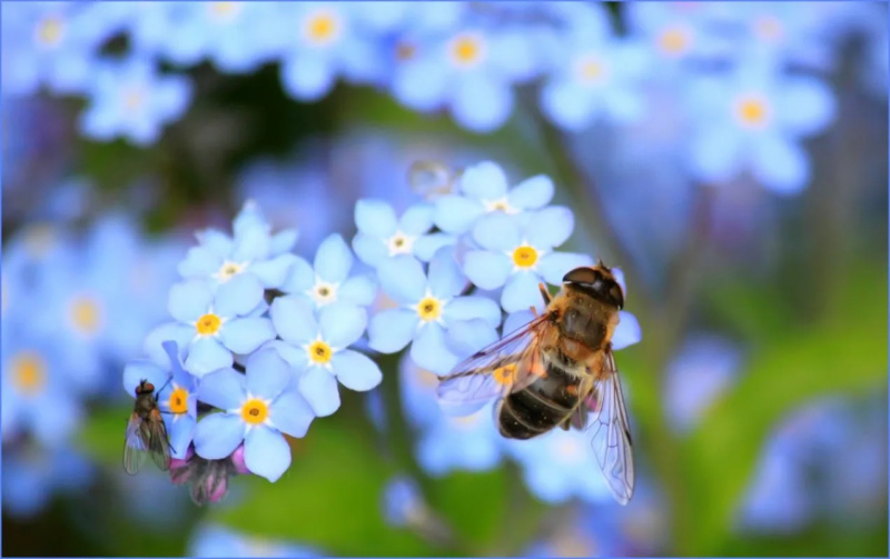 Choses que nous avons vues aujourd'hui : même allergique, ce scientifique a trouvé un moyen innovant de sauver les abeilles