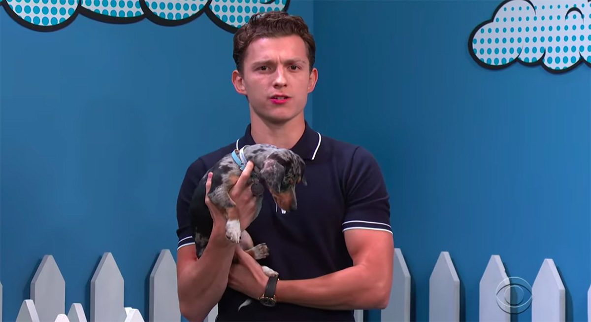 ठीक आहे परंतु टॉम हॉलंड या कुत्राला काय करीत आहे ज्याला तो माहित नाही काय?